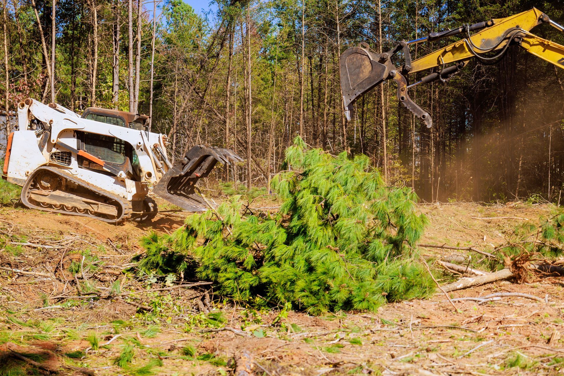 Skid steer and excavator clearing trees in a forest, with sawdust flying.