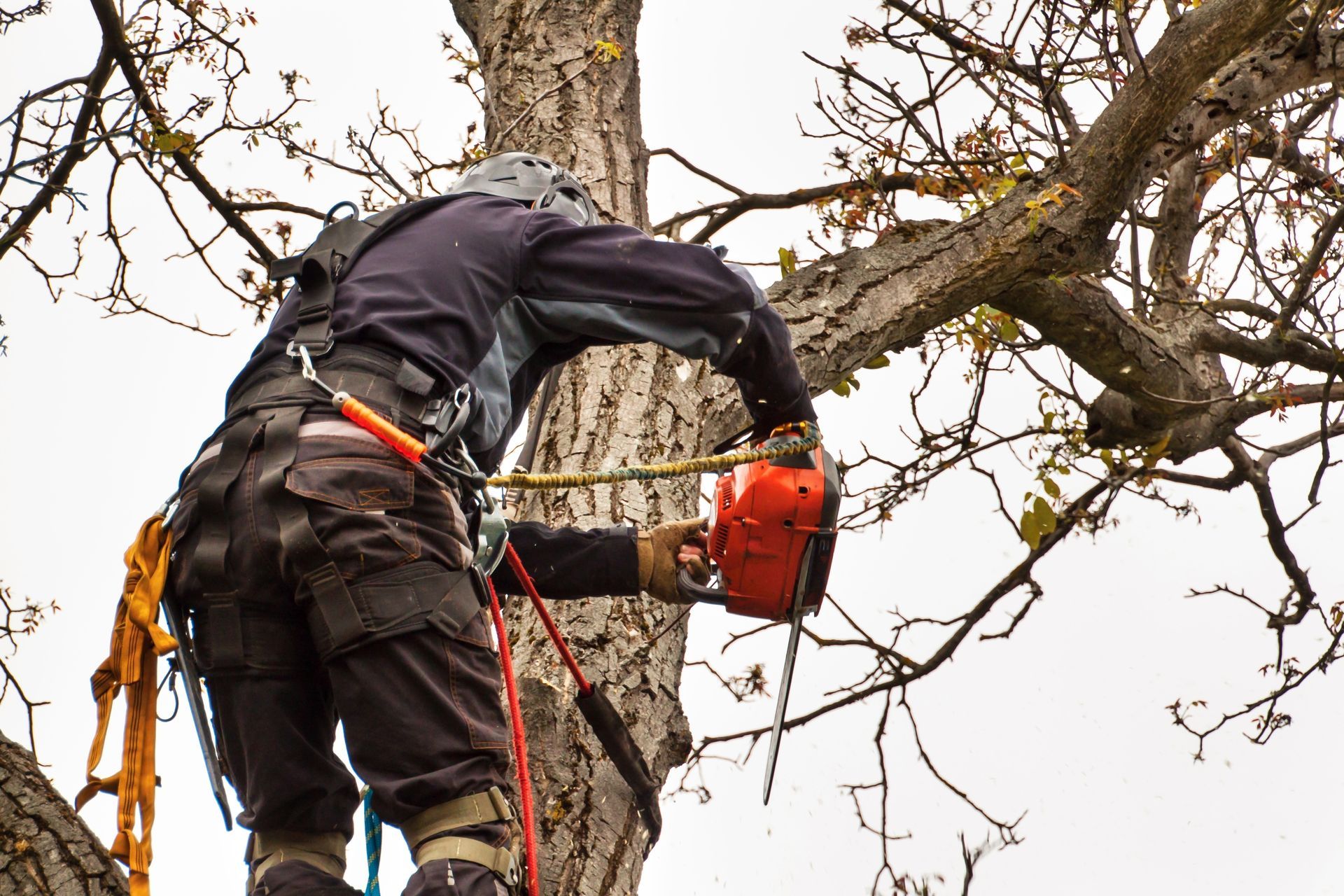 Tree worker using chainsaw, secured with harness, trimming branches.