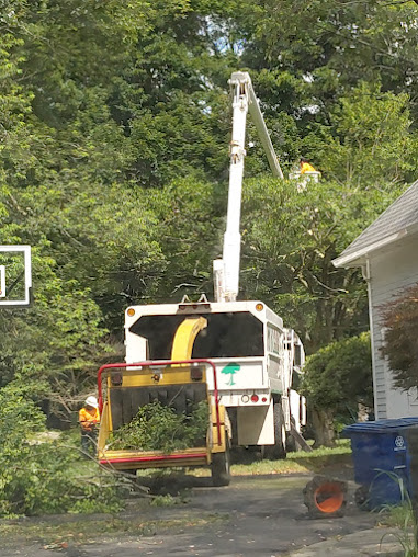 Tree service truck with workers pruning branches. White truck with lift arm and chipper.