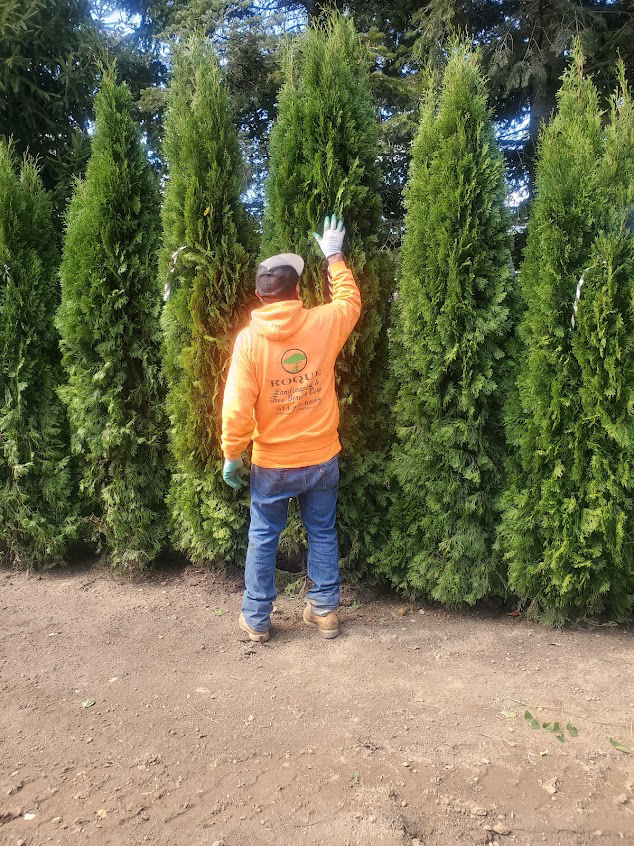 Man in orange hoodie measures tall green trees at an outdoor nursery.