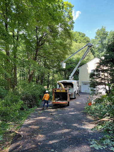 Tree service workers with a chipper and lift truck removing tree branches near a house.