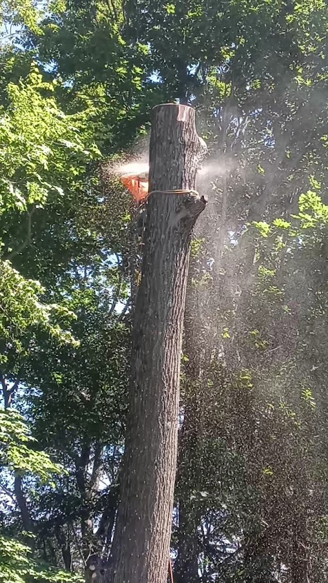 Chainsaw cutting a tall tree trunk, sawdust flying. Green foliage in background.