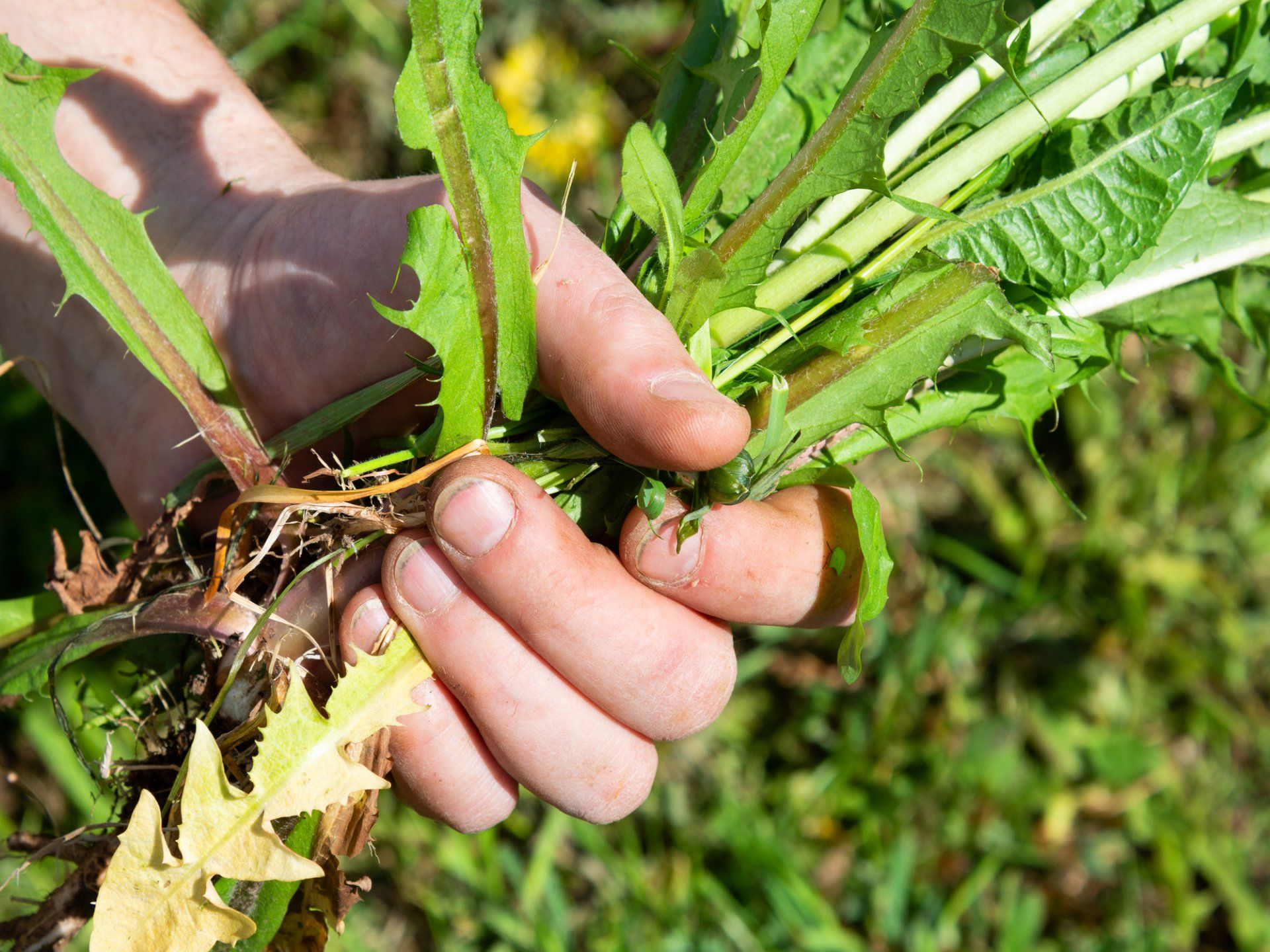 Weed pulled out of a Reno Nevada garden Weed pulled out of a Reno Nevada garden