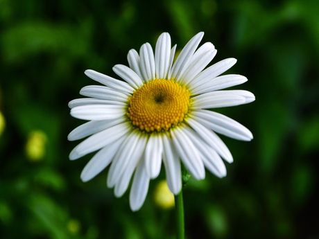 Daisy in bloom in Reno, Northern Nevada