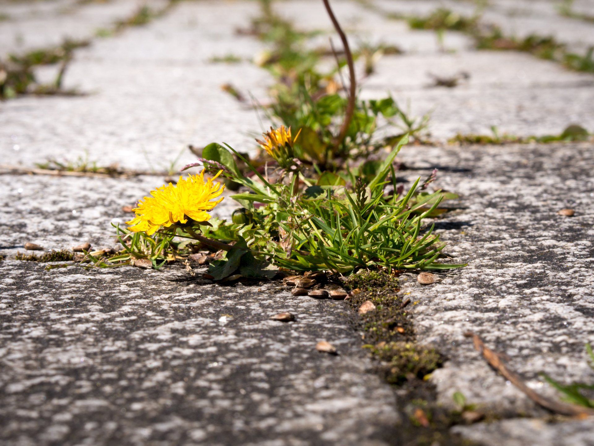 Weeds creeping through paving Weeds creeping through cracks in paving in Carson City Northern Nevada