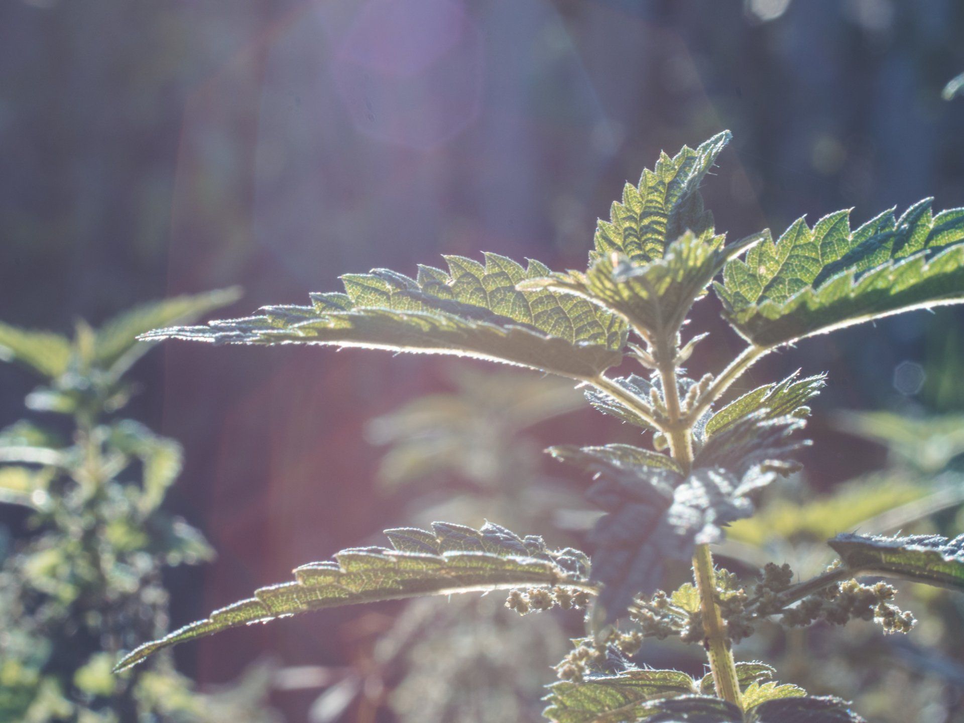 Weeds in the sunlight (look quite pretty don't they?) Weeds growing in the sunlight in Reno Nevada