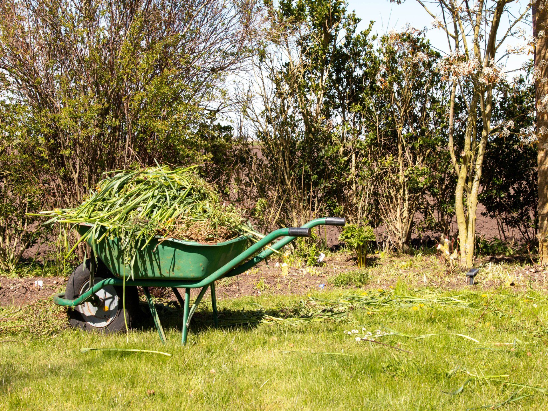 Wheelbarrow full of weeding Wheelbarrow full of weeding in Carson City