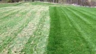 Dethatching before and after Dethatching before and after in Carson City lawn