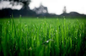 Freshly trimmed grass with morning dew on it Freshly trimmed grass with morning dew on it
