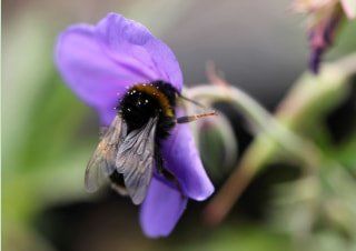 Bee on a purple flower Bee on a purple flower in Northern Nevada