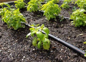 Residential drip irrigation system in Carson City backyard