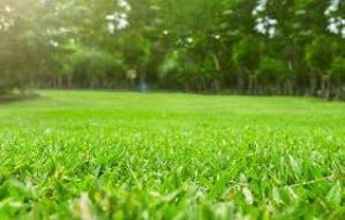 Newly dethatched and mowed lawn in Reno Nevada Newly dethatched and mowed lawn in Reno Nevada