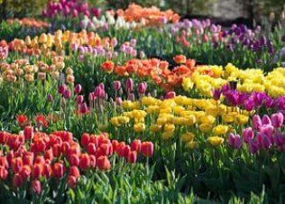 Sea of well fertilized flowers in Reno, Nevada garden Sea of fertilized flowers in Reno Nevada
