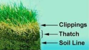 Thatch info-graphic Thatch info-graphic