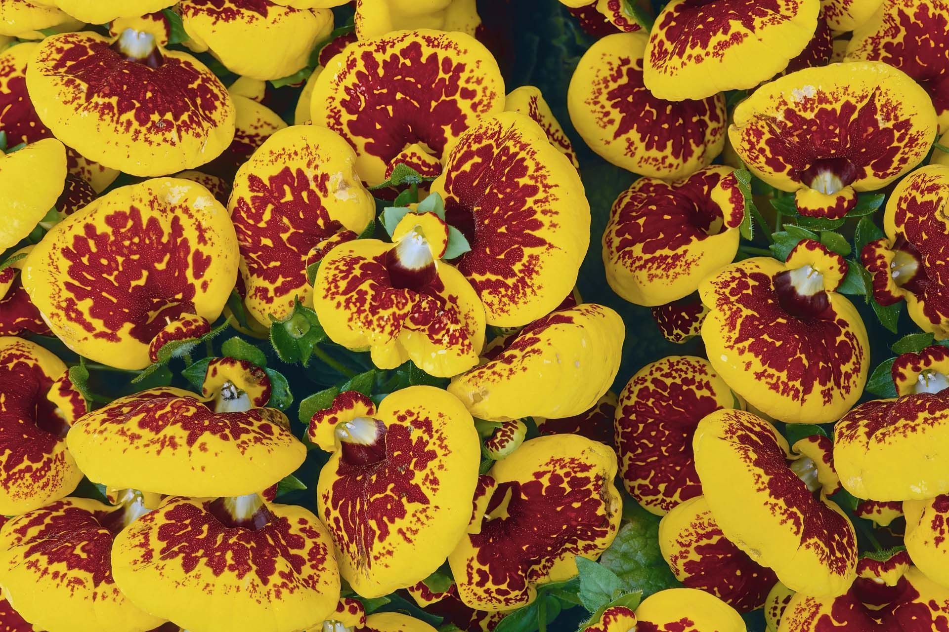A cluster of vibrant yellow pocketbook flowers with dark red, spotted patterns on their pouch-shaped petals.