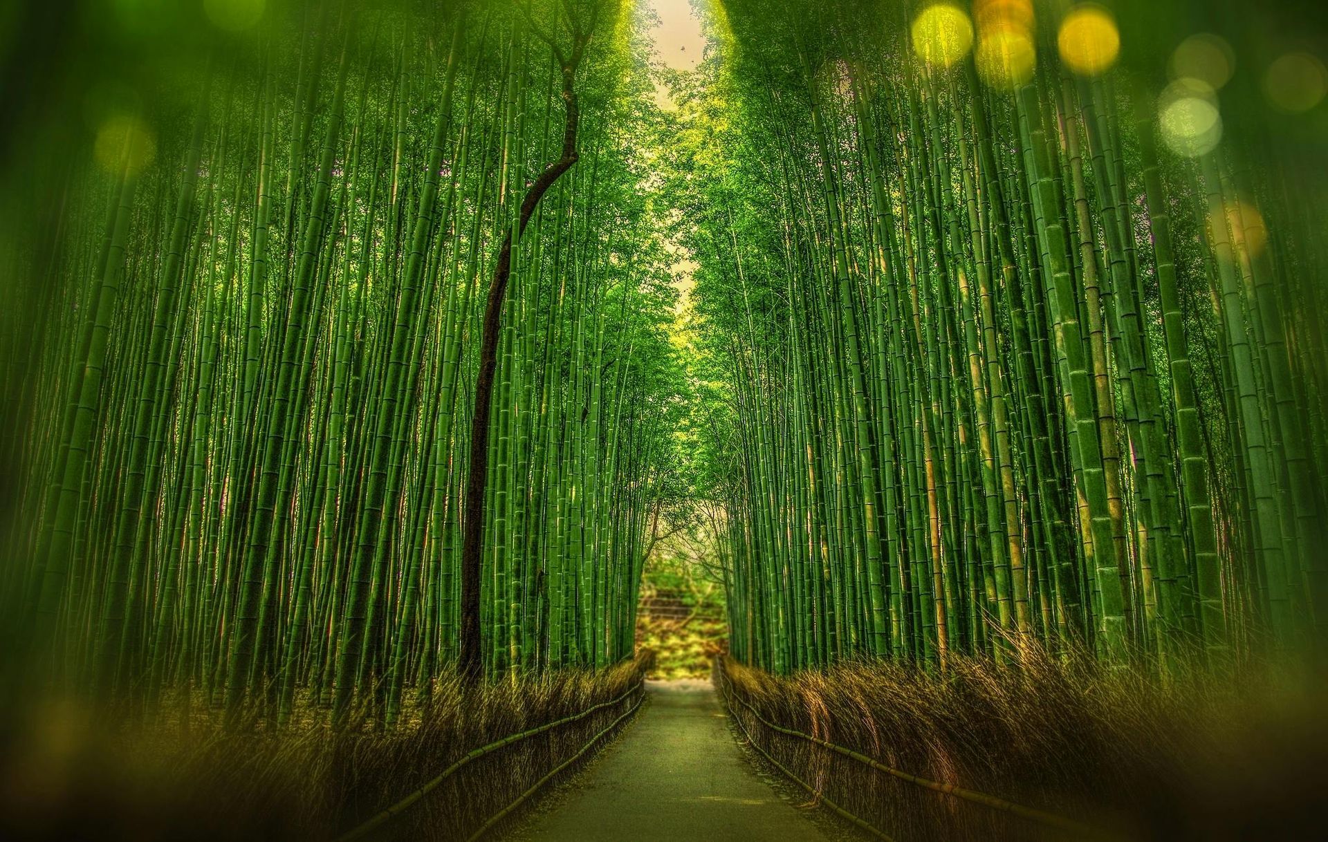 A path in the middle of a bamboo forest.