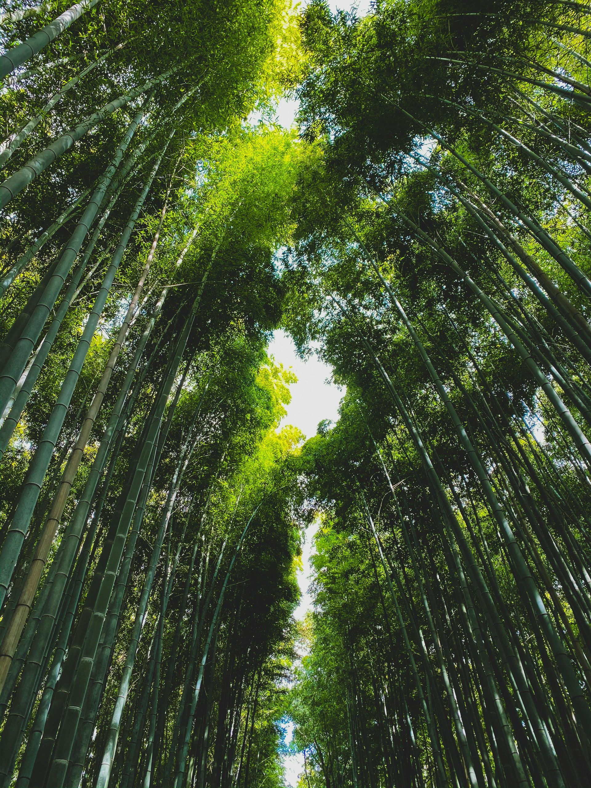 Looking up into a bamboo forest with lots of trees