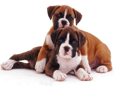 Cachorro Boxer