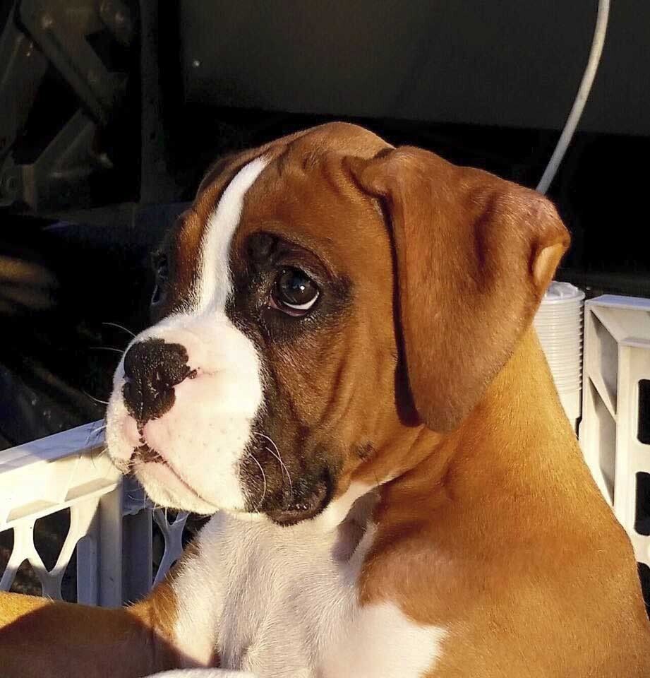 cachorros boxer con pedigree