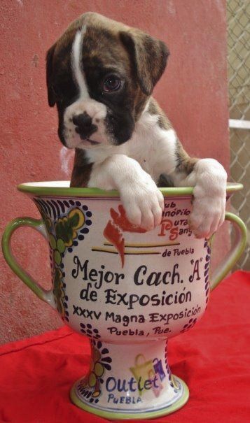 cachorros boxer con pedigree