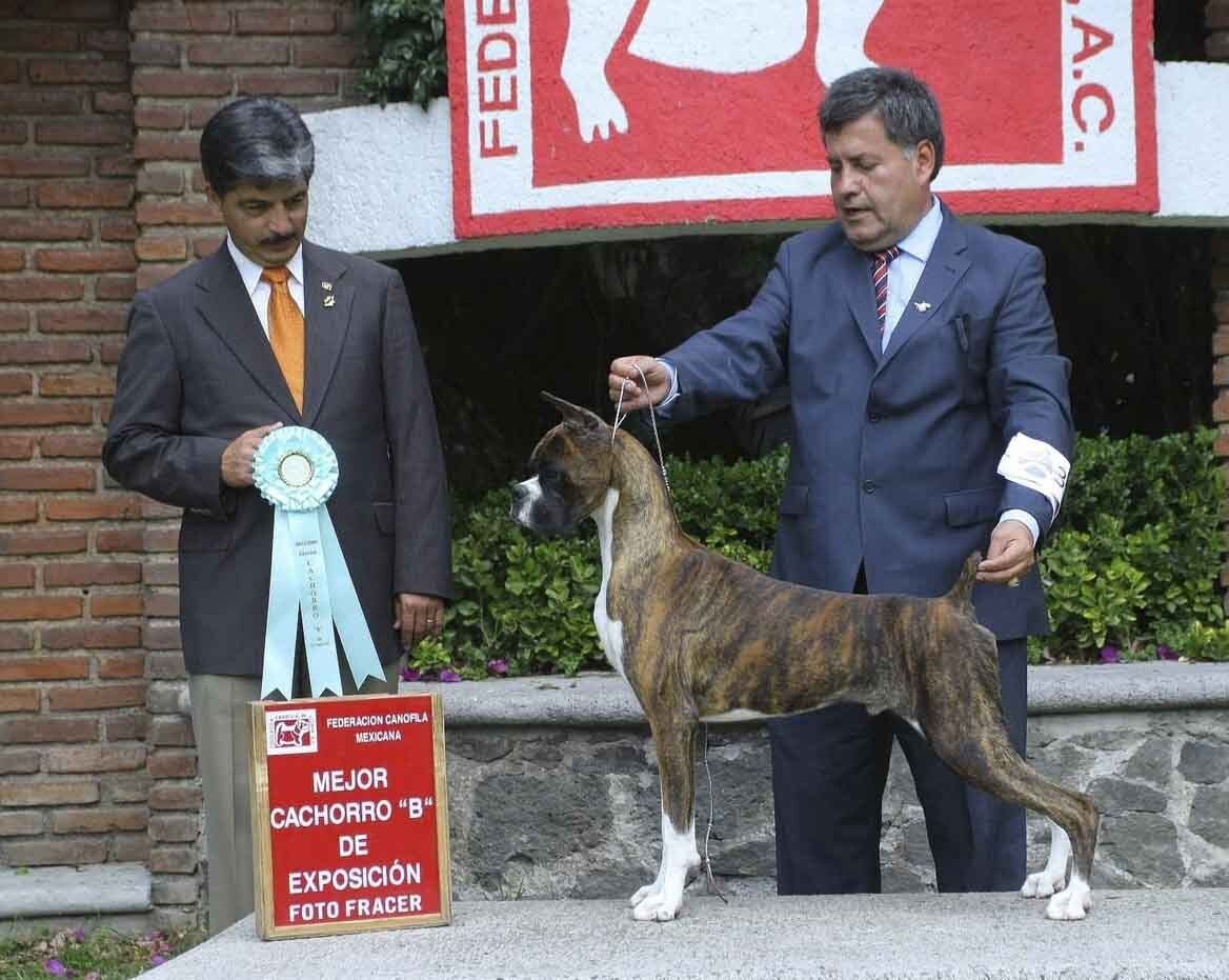 criadero de boxers