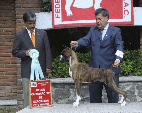 criadero de perros boxer