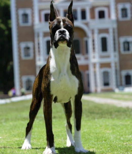 criadero de boxers