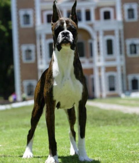 Boxer en Guadalajara