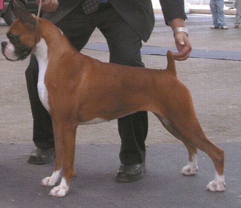 Boxer en Guadalajara
