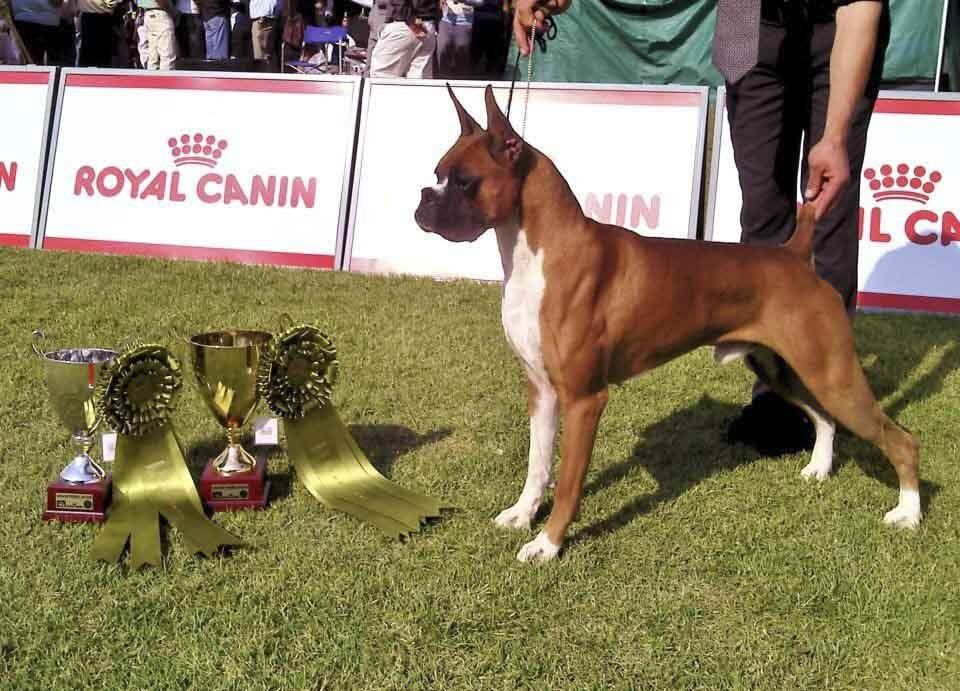 criadero de perros boxer