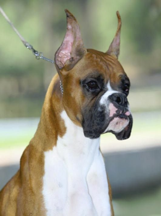 Cachorros boxer con pedigree Criadero Boxers.mx