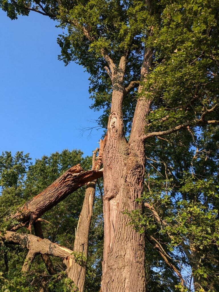 A fallen tree in the middle of a forest with a blue sky in the background.