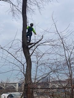 A man is climbing up the side of a tree.
