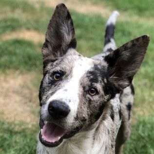 Image of a dog whose name is Goosey Girl.  She is a comfort animal who is registered as a Canine Good Citizen.