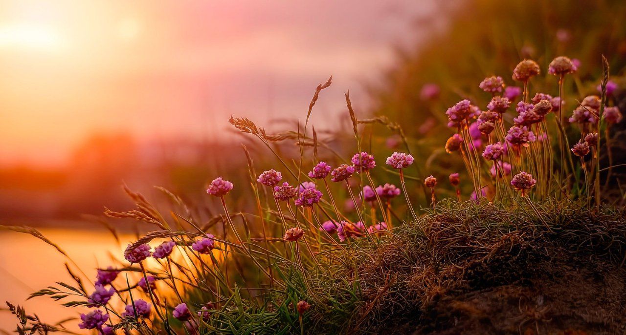Pink flowers on a sunset symbolizing remembrance and compassion for funeral and cremation services in Gloucester City, NJ.