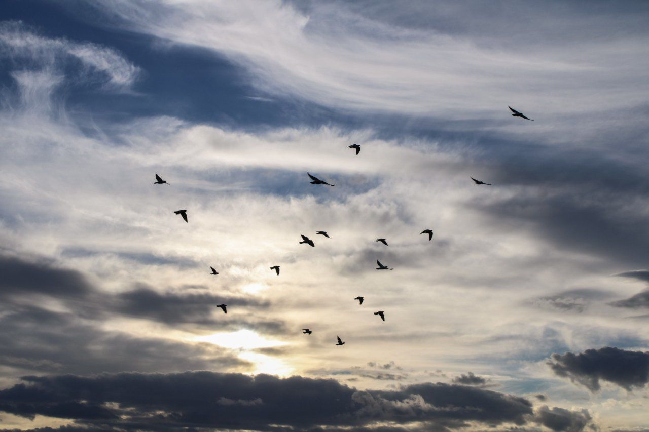 Birds flying across a dramatic sunset sky representing peace and remembrance for funeral home and cremation services in Northeast Philadelphia, PA
