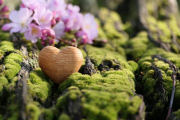 Heart-shaped wooden ornament on moss with pink flowers in the background