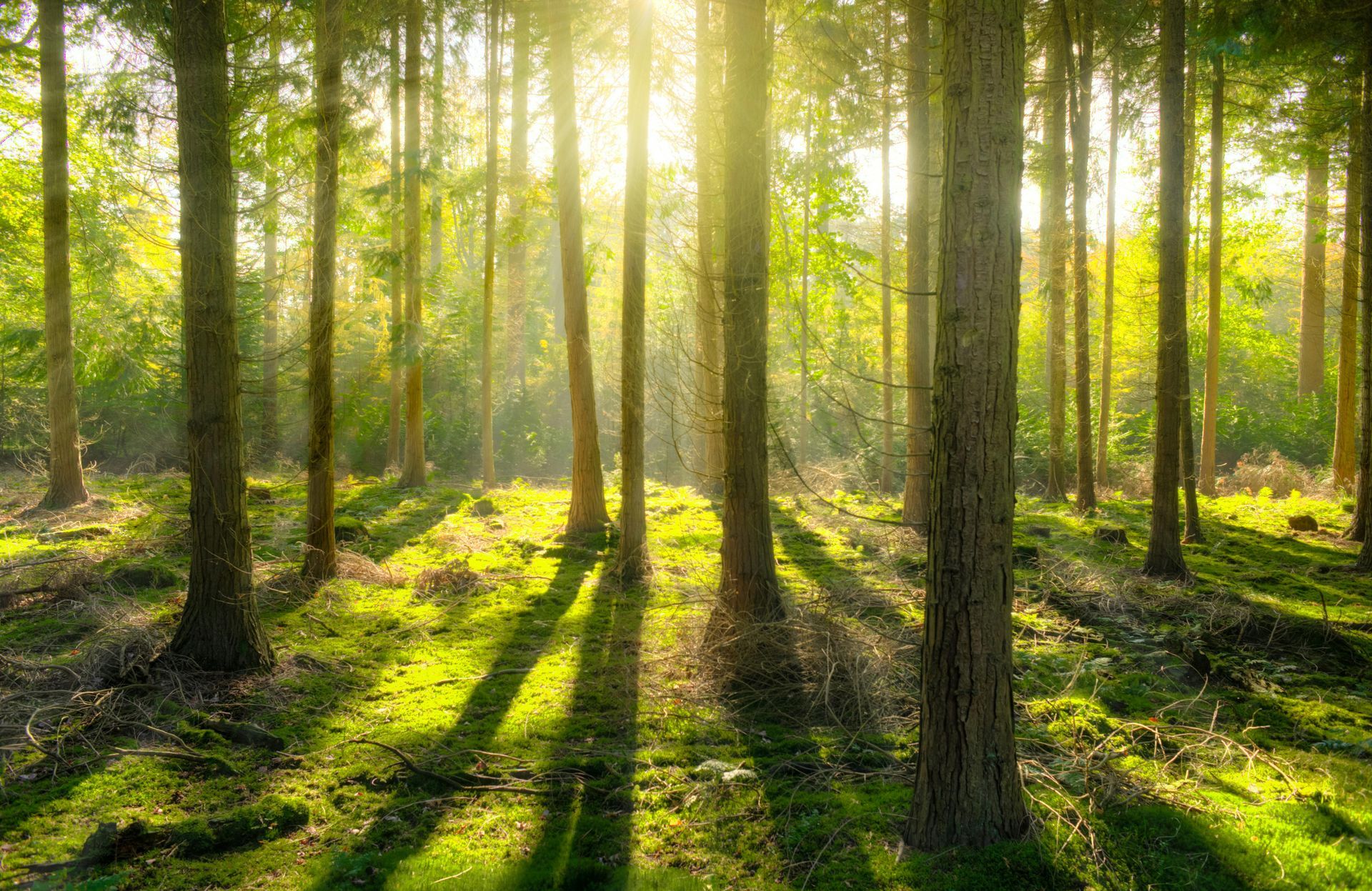 Sunlit forest with tall trees, long shadows, and green mossy ground