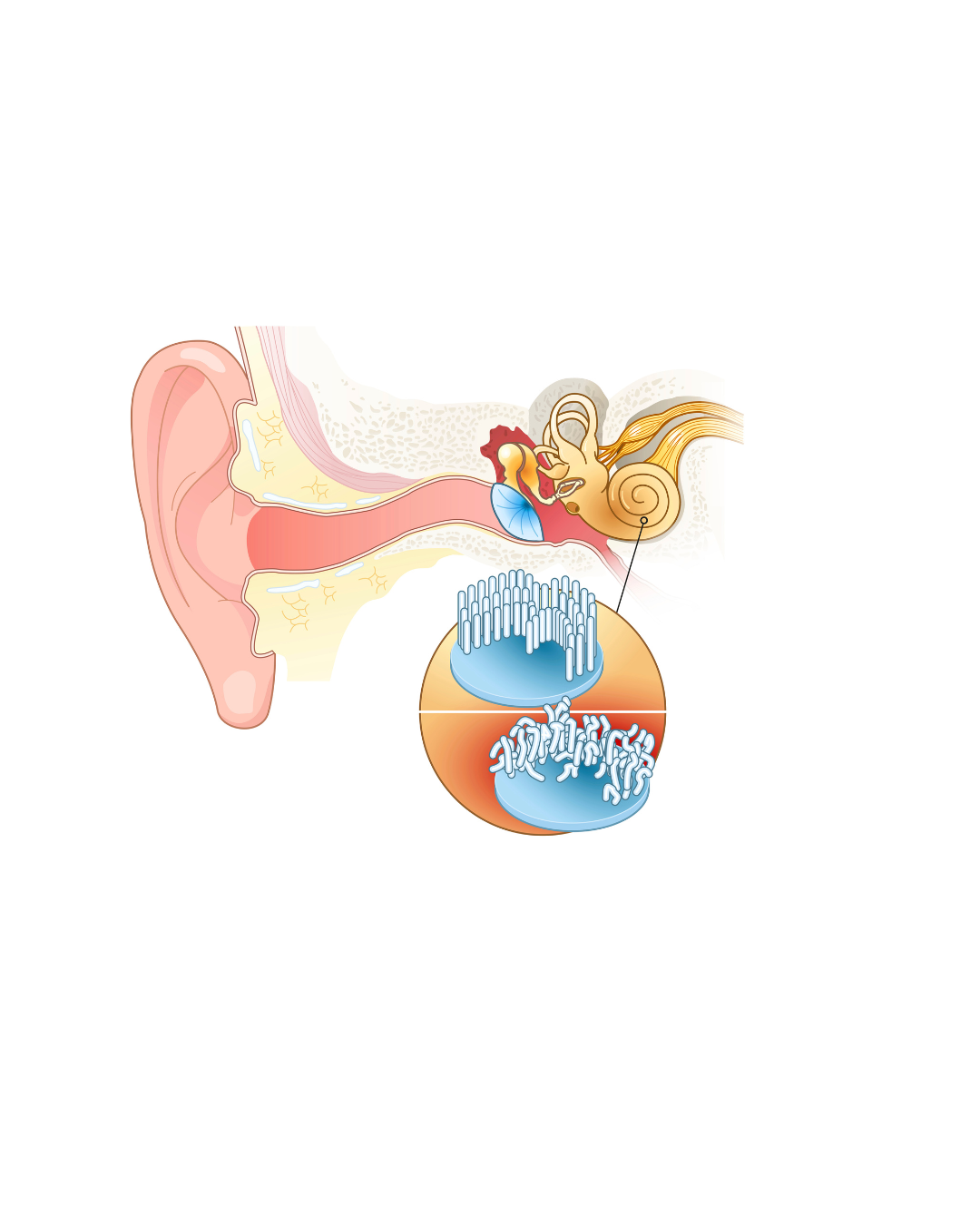 Ear anatomy diagram showing sound waves traveling through the outer, middle, and inner ear — Local Hearing Aid Specialists in Wallsend, NSW