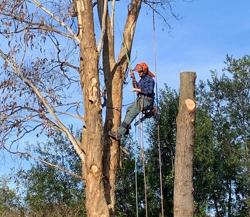 Tree Climbing, Trimming & Shaping