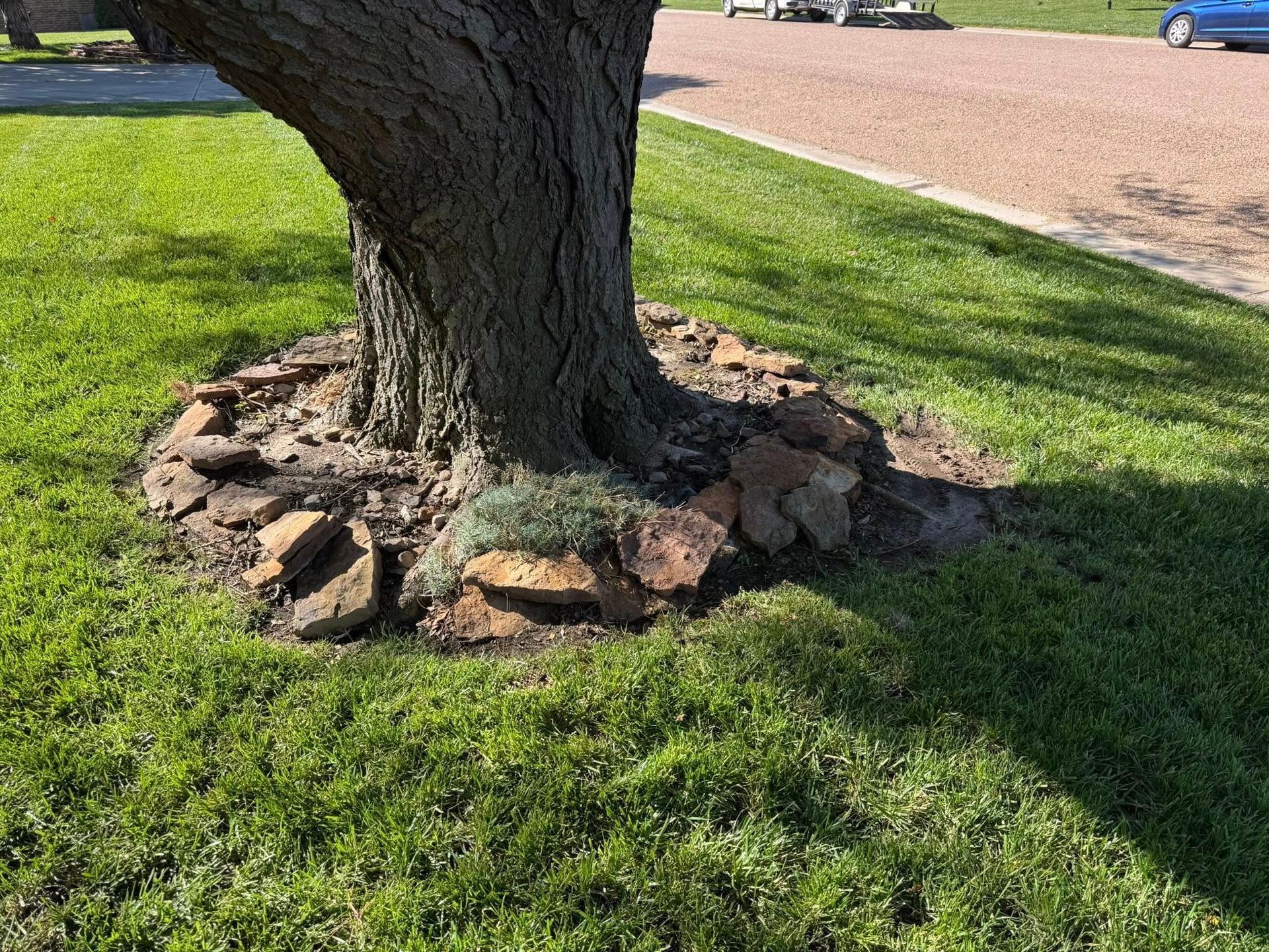 Tree trunk in a grassy park, surrounded by a ring of rocks near a path