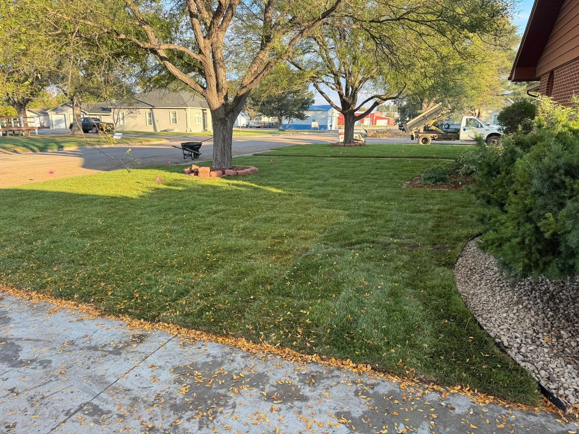 Quiet suburban yard with large tree, green lawn, sidewalk, and house in the background