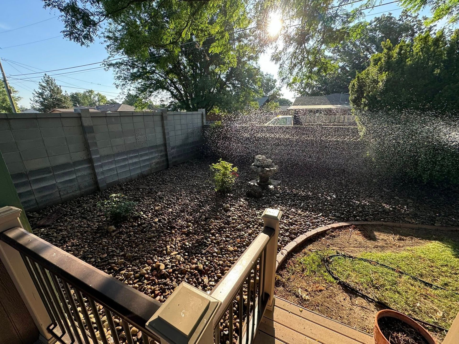 Backyard with fallen leaves, concrete wall, and a small tree in bright sunlight