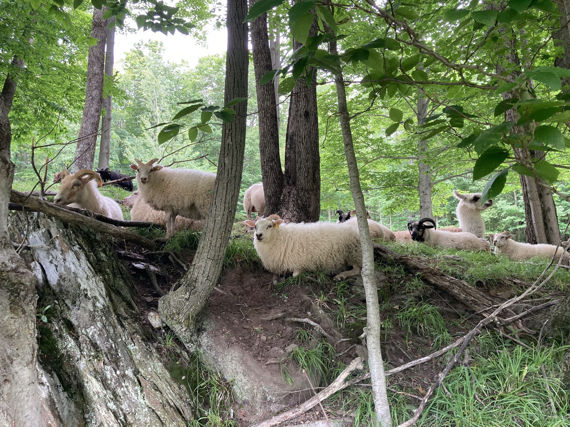 Purebred, registered Icelandic sheep -- happy and healthy. Kind Horn Farm, Vermont