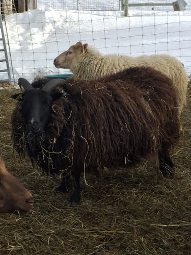 Two sheep in a pen, one brown with a black face and one beige. They are standing on hay in the winter.