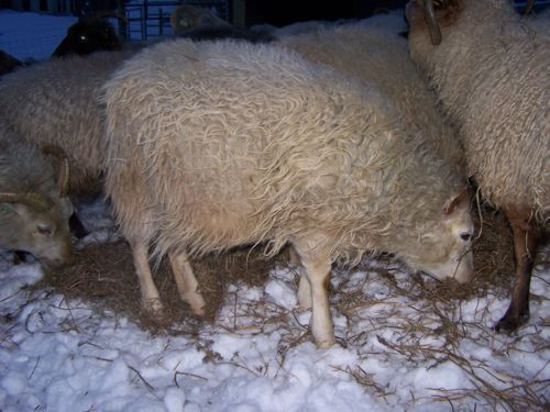 Sheep grazing in snow-covered ground, some with curly, light-colored wool. A few are eating hay.