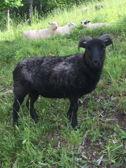 Black ewe with curled horns standing in green grass, three white sheep resting in the background.