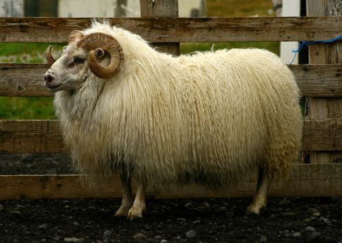 A fluffy, cream-colored ram with curled horns stands in a wooden pen.