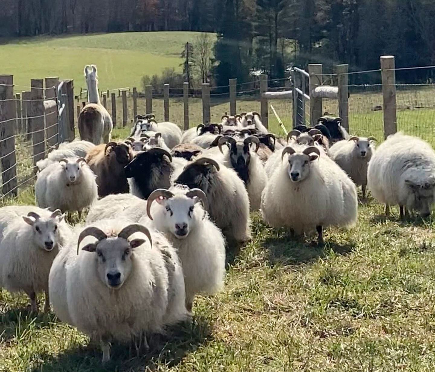 A flock of sheep with curly horns and thick white wool grazing in a sunny field, with a llama in the background.