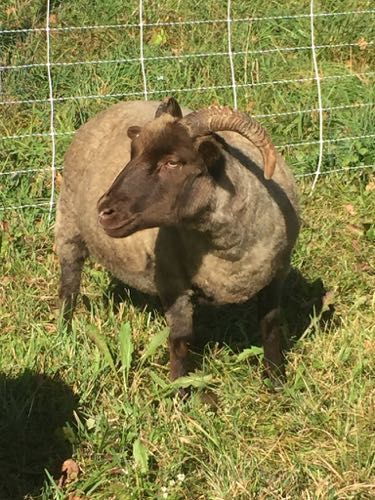 A dark-faced ewe with curled horns stands in green grass, with a white fence in the background.